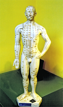 Male Acupuncture Figure